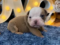 Atlas, a male English Bulldog for sale in Colorado Springs, CO – 1 of 10