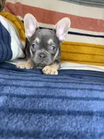 Andre, a male French Bulldog for sale in Colorado Springs, CO – 7 of 7
