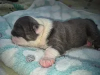 Spudly, a male English Bulldog for sale in Colorado Springs, CO – 3 of 4