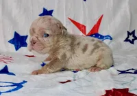 Stormie, a female English Bulldog for sale in Colorado Springs, CO – 3 of 3
