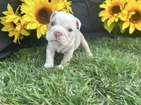 Bodhi, a male English Bulldog for sale in Colorado Springs, CO – 9 of 10