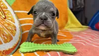 Spud, a male English Bulldog for sale in Colorado Springs, CO – 10 of 10