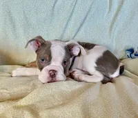 Maverick, a male English Bulldog for sale in Colorado Springs, CO – 5 of 9