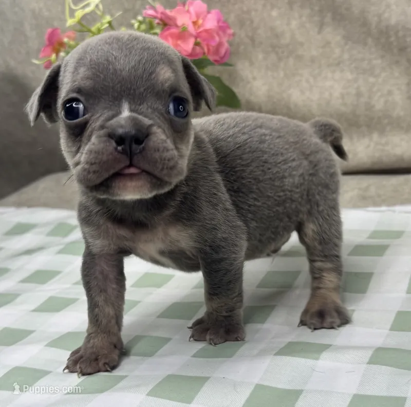 Spud – English Bulldog puppy for sale in Colorado Springs, CO