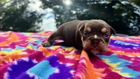 Emily, a female English Bulldog for sale in Colorado Springs, CO – 3 of 6