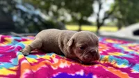 Carol, a female English Bulldog for sale in Colorado Springs, CO – 4 of 7