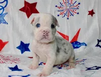Katniss, a female English Bulldog for sale in Colorado Springs, CO – 2 of 3