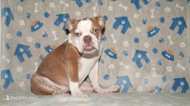Bubbles – English Bulldog puppy for sale in Colorado Springs, CO