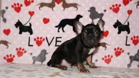 Marcel, a male French Bulldog for sale in Colorado Springs, CO – 7 of 10