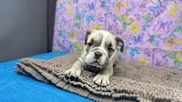 Rachel, a female English Bulldog for sale in Colorado Springs, CO – 5 of 10