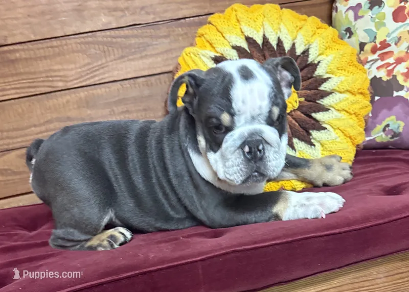 Angus – English Bulldog puppy for sale in Colorado Springs, CO