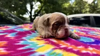 Rachel, a female English Bulldog for sale in Colorado Springs, CO – 2 of 9