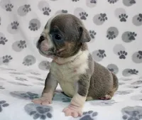 Rambo, a male English Bulldog for sale in Colorado Springs, CO – 3 of 4