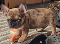 Mickey, a male French Bulldog for sale in Colorado Springs, CO – 4 of 10