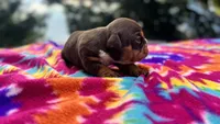 Phoebe, a female English Bulldog for sale in Colorado Springs, CO – 2 of 9