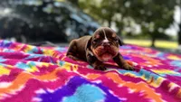Phoebe, a female English Bulldog for sale in Colorado Springs, CO – 8 of 9