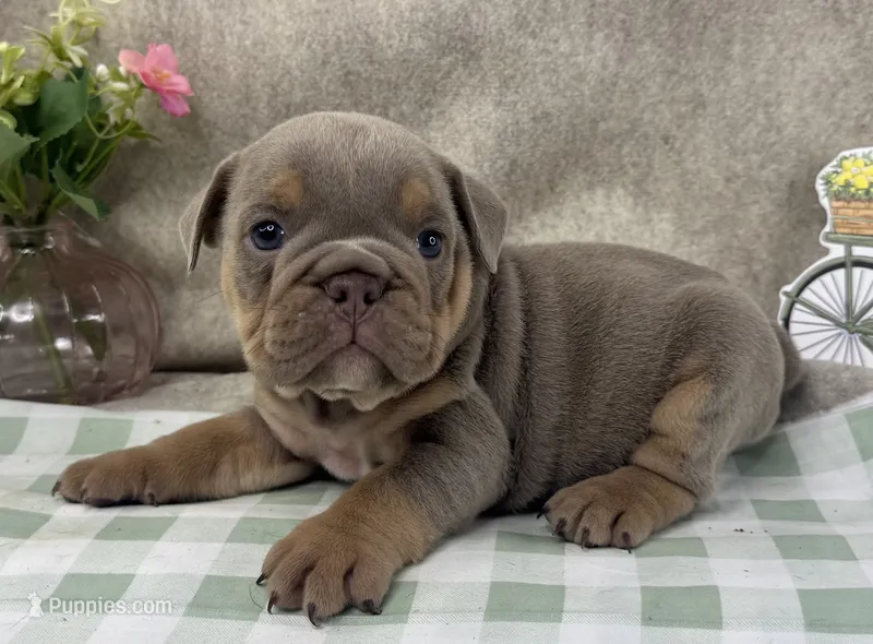 Carol – English Bulldog puppy for sale in Colorado Springs, CO
