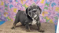 Halo, a female English Bulldog for sale in Colorado Springs, CO – 3 of 10