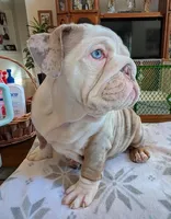 Butterfinger, a male English Bulldog for sale in Colorado Springs, CO – Photo 4 of 10