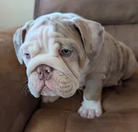 Butterfinger, a male English Bulldog for sale in Colorado Springs, CO – Photo 10 of 10