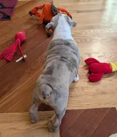 Butterfinger, a male English Bulldog for sale in Colorado Springs, CO – Photo 8 of 10