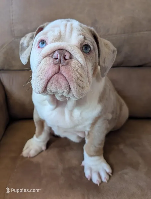 Butterfinger – English Bulldog puppy for sale in Colorado Springs, CO