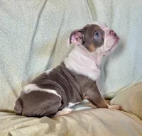 Maverick, a male English Bulldog for sale in Colorado Springs, CO – 8 of 9