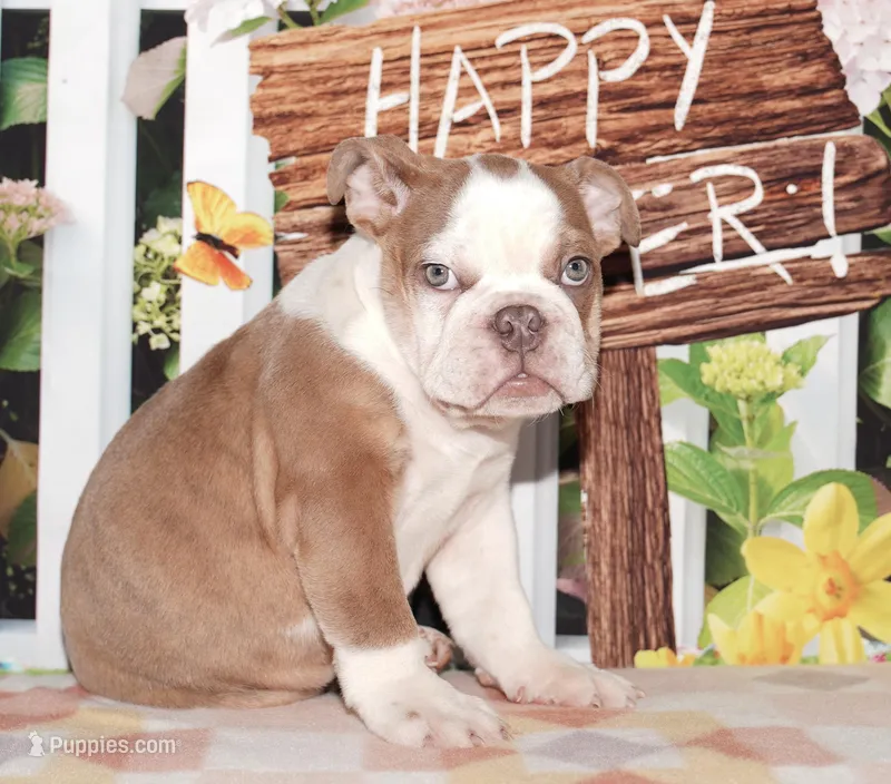 Bubbles – English Bulldog puppy for sale in Colorado Springs, CO