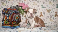 Bubbles, a female English Bulldog for sale in Colorado Springs, CO – 3 of 10
