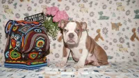 Bubbles, a female English Bulldog for sale in Colorado Springs, CO – 4 of 10