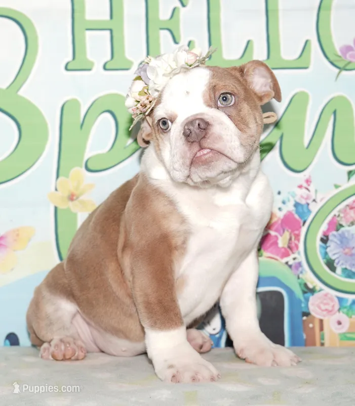 Bubbles – English Bulldog puppy for sale in Colorado Springs, CO