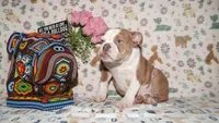 Bubbles, a female English Bulldog for sale in Colorado Springs, CO – 2 of 10