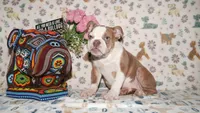 Bubbles, a female English Bulldog for sale in Colorado Springs, CO – 9 of 10