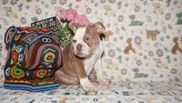 Bubbles, a female English Bulldog for sale in Colorado Springs, CO – 8 of 10