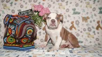 Bubbles, a female English Bulldog for sale in Colorado Springs, CO – 7 of 10