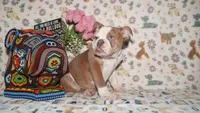 Bubbles, a female English Bulldog for sale in Colorado Springs, CO – 5 of 10