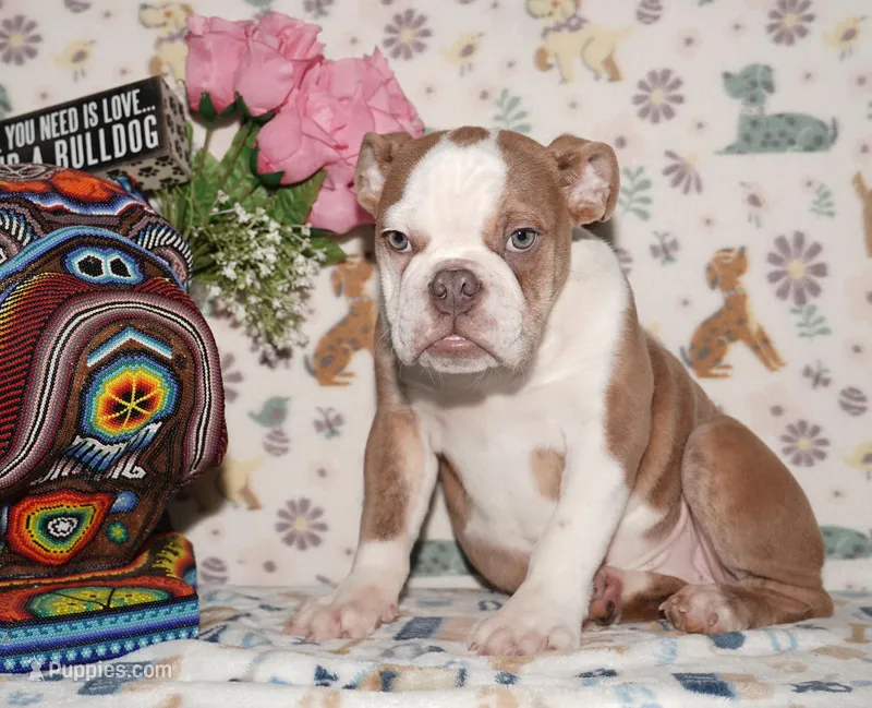 Bubbles – English Bulldog puppy for sale in Colorado Springs, CO