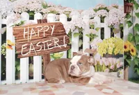 Bubbles, a female English Bulldog for sale in Colorado Springs, CO – Photo 2 of 10