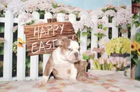 Bubbles, a female English Bulldog for sale in Colorado Springs, CO – Photo 3 of 10