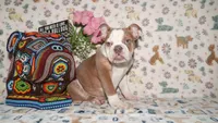 Bubbles, a female English Bulldog for sale in Colorado Springs, CO – 6 of 10