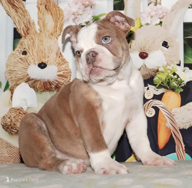Bubbles – English Bulldog puppy for sale in Colorado Springs, CO