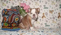 Bubbles, a female English Bulldog for sale in Colorado Springs, CO – 10 of 10