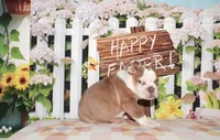 Bubbles, a female English Bulldog for sale in Colorado Springs, CO – Photo 4 of 10