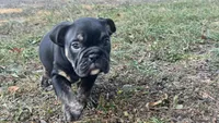 Viper, a male English Bulldog for sale in Colorado Springs, CO – 9 of 10