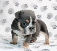 Gator, a male English Bulldog for sale in Colorado Springs, CO – 2 of 3
