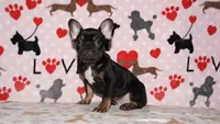 Marcel, a male French Bulldog for sale in Colorado Springs, CO – 3 of 10