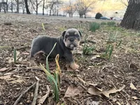 Pixie, a female English Bulldog for sale in Colorado Springs, CO – Photo 8 of 10