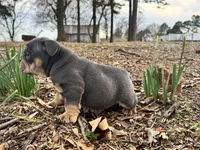 Pixie, a female English Bulldog for sale in Colorado Springs, CO – Photo 5 of 10