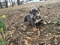 Pixie, a female English Bulldog for sale in Colorado Springs, CO – Photo 7 of 10