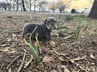 Pixie, a female English Bulldog for sale in Colorado Springs, CO – Photo 10 of 10